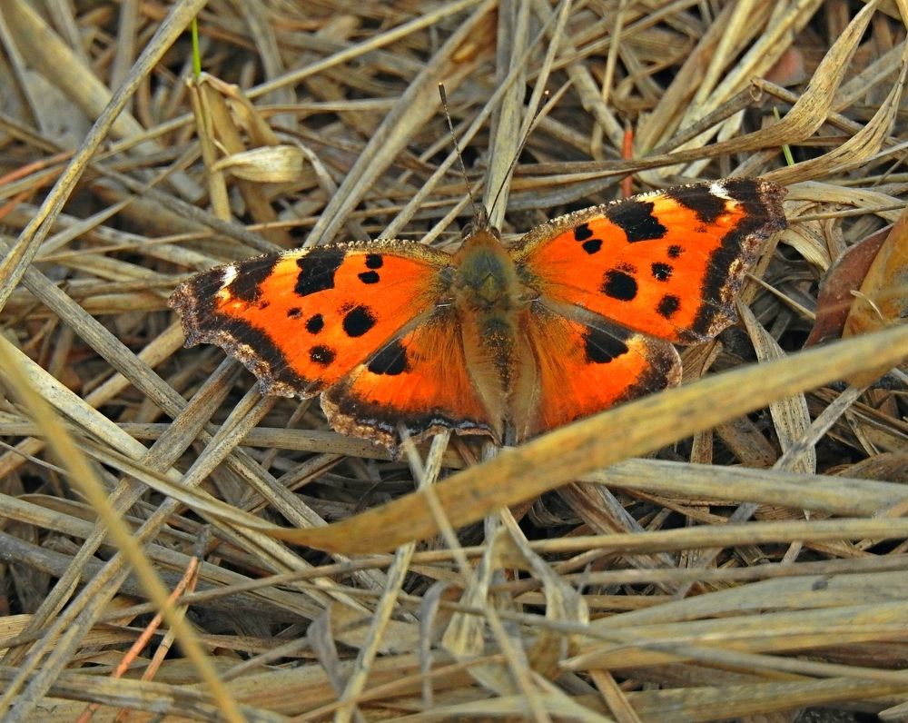 Photograph by Игорь Носков (Домненко)