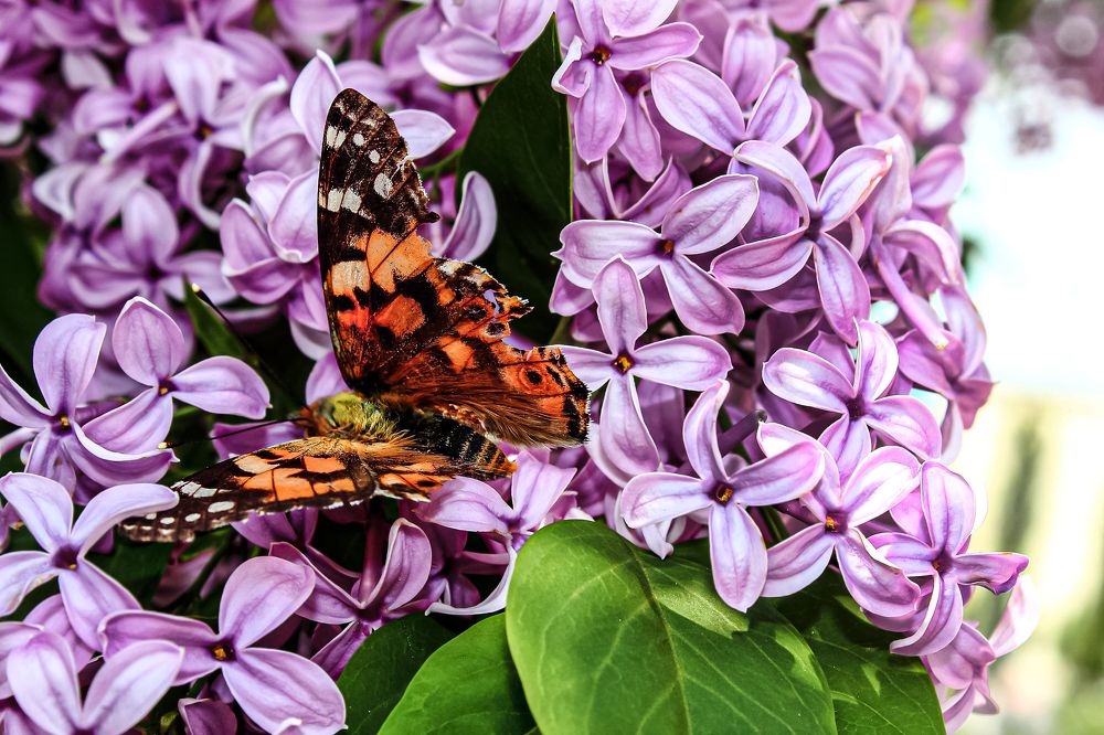 Photograph by Ирина Шибитова