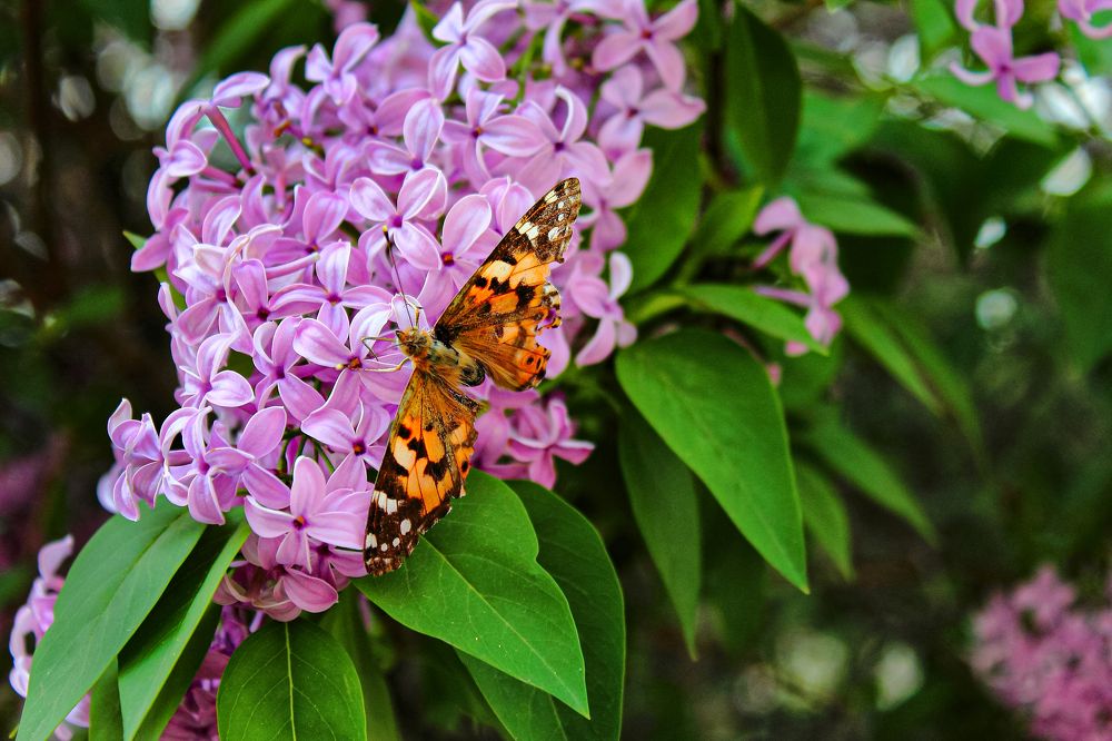 Photograph by Ирина Шибитова