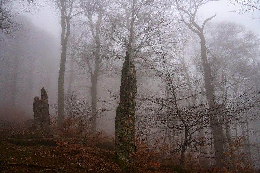 Photograph by Михаил Баевский