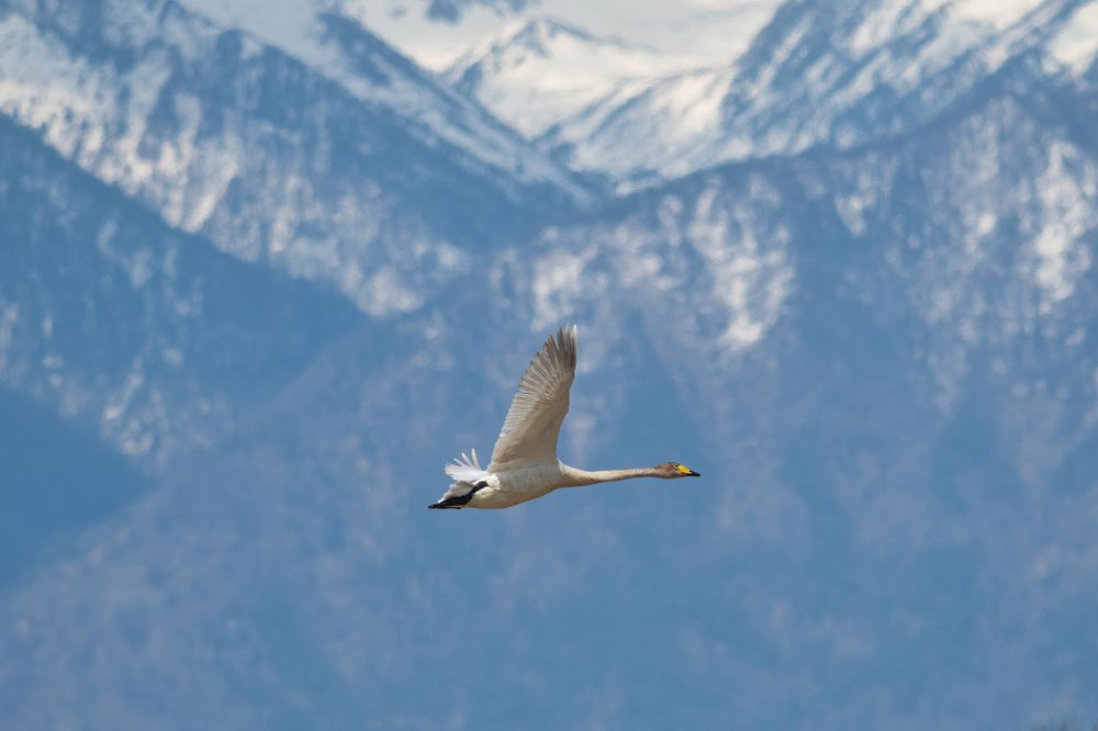 Фотография автора Большаков Алексей