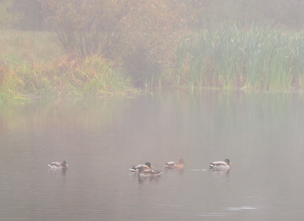 Плавающие в тумане