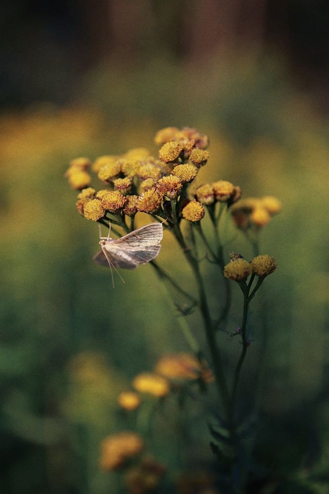 Фотография автора Наталья Боярина