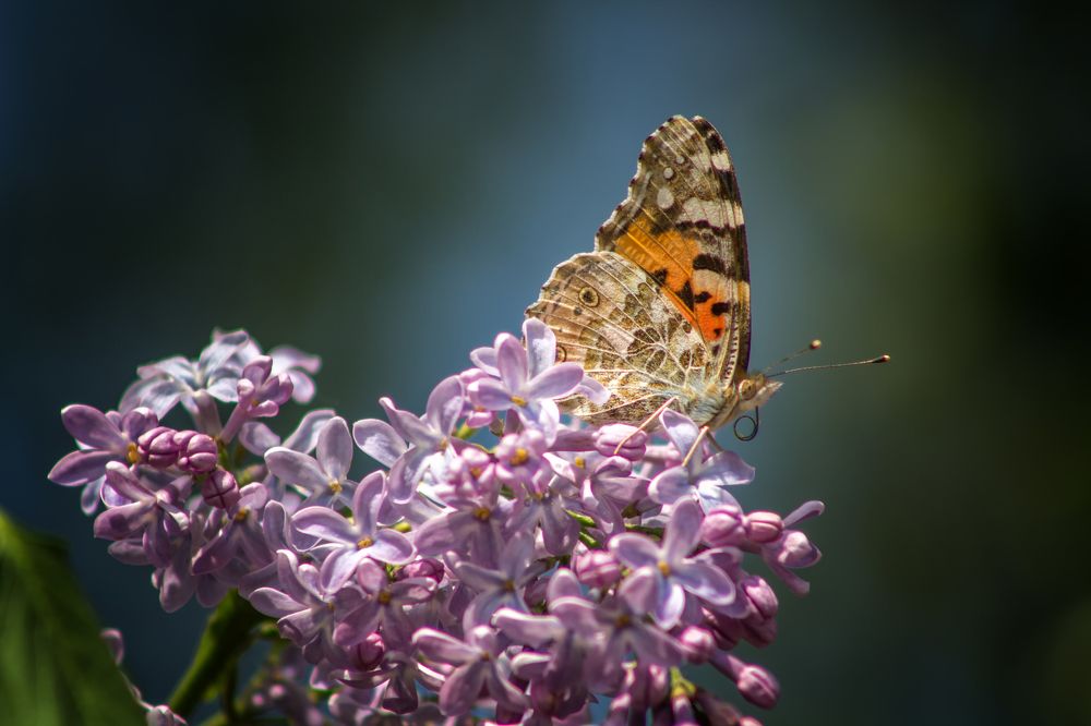 Photograph by Денис Федоров