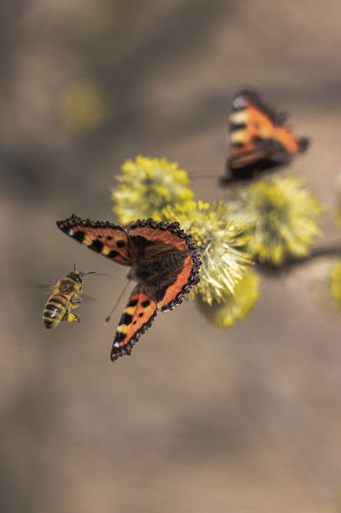 Пчела и бабочка