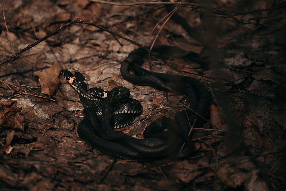 Photograph by Татьяна Зубехина