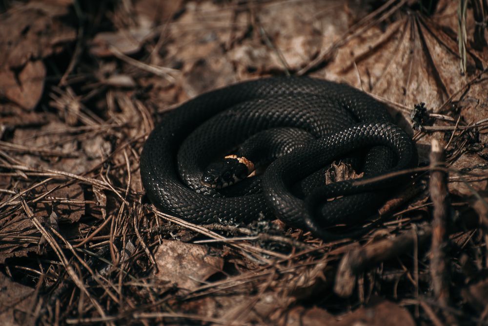 Photograph by Татьяна Зубехина