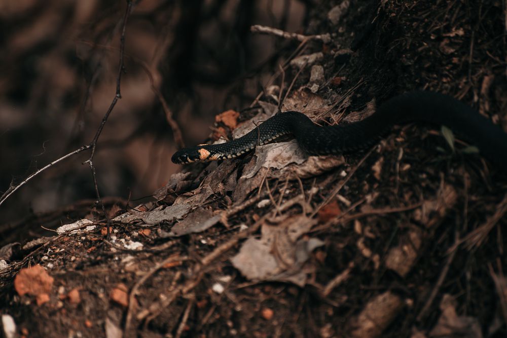 Photograph by Татьяна Зубехина