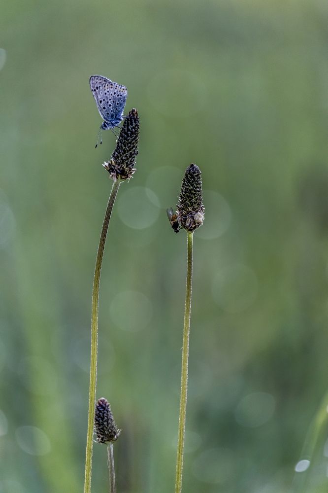 Мотылёк и муха