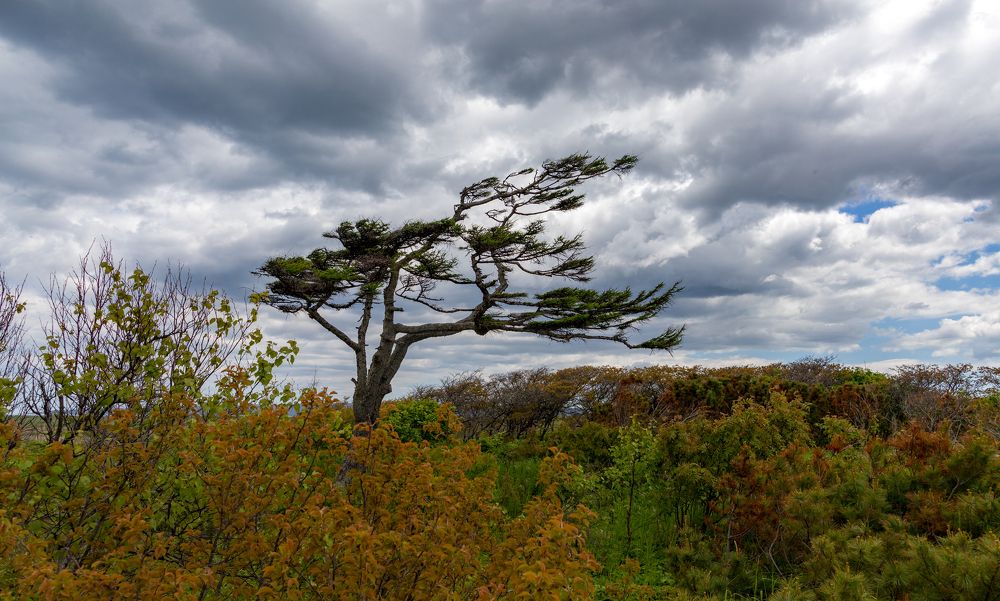 Лиственница...