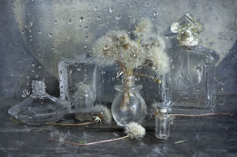 Одуванчик и