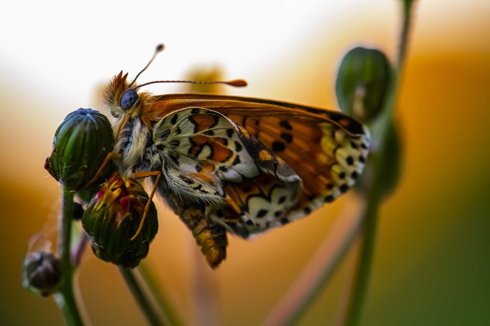 Photograph by stefanini alexis