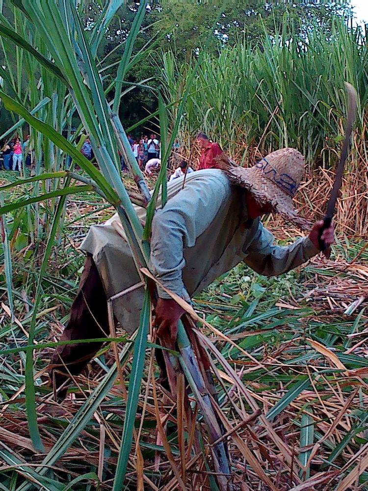 sugar cane worker