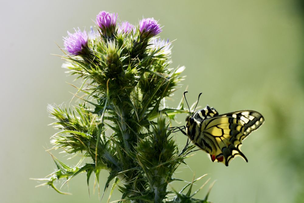le Machaon ou grand porte-queue