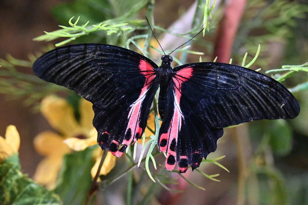 Фотография автора Александр Жданов