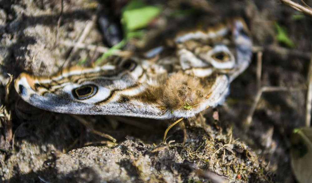 Photograph by Елизавета Большакова