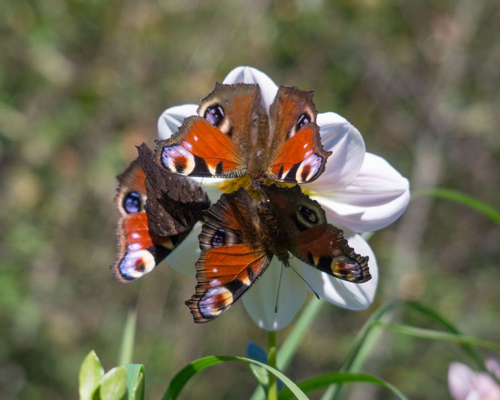 Photograph by Светлана Кондрашова