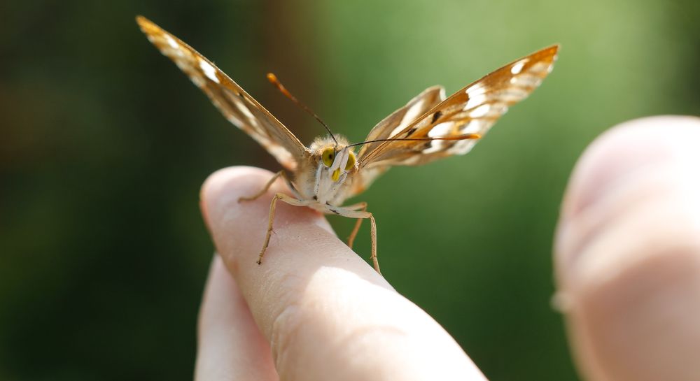 Lesser emperor butterfly on the finger
