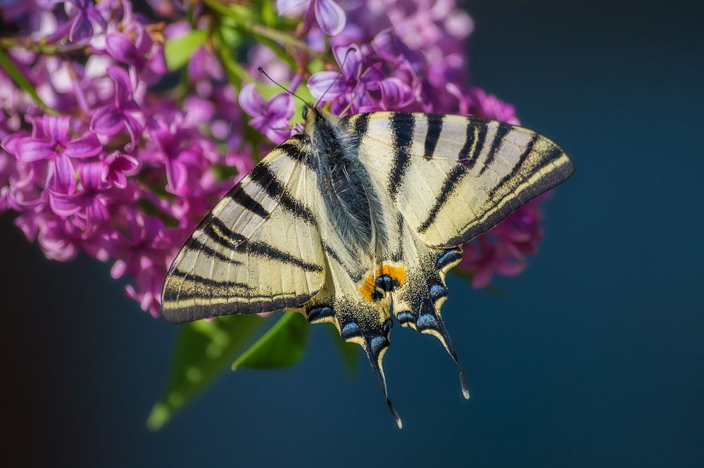 Photograph by Черкасов Сергей