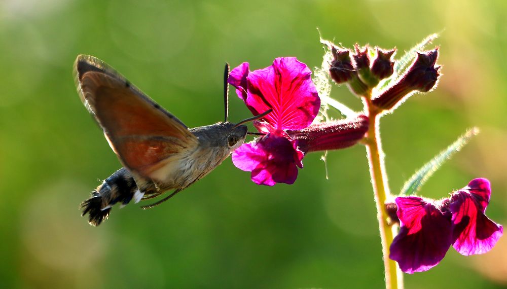 Photograph by Александр Шаварёв