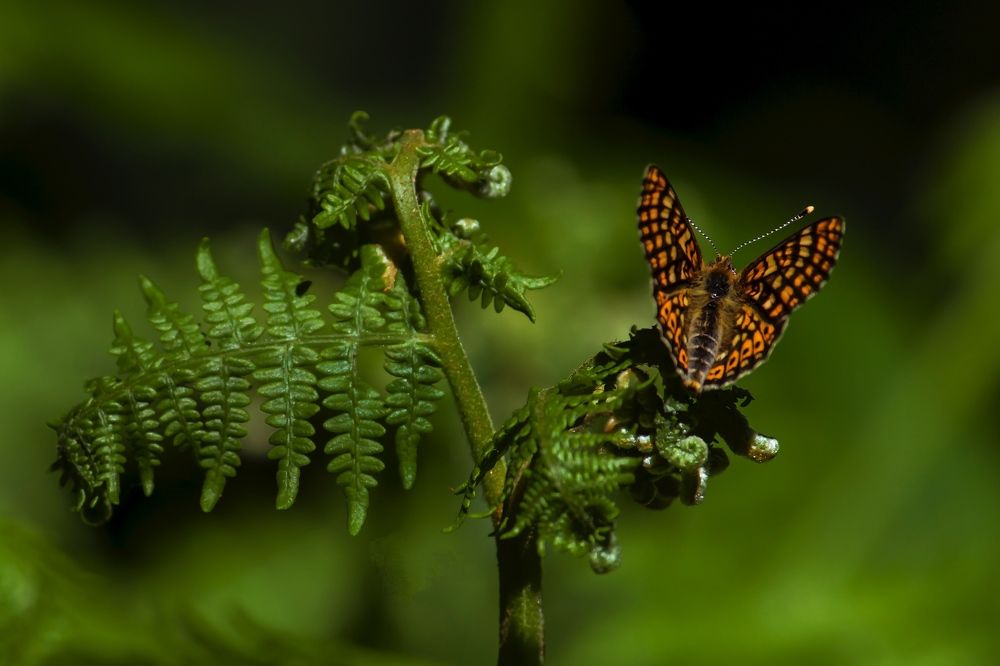 Photograph by Jose Antonio Novelle Cao