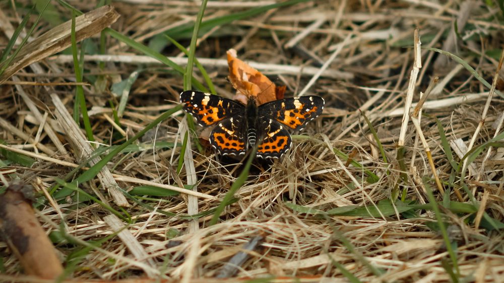 Map butterfly low on the grass with spread wings