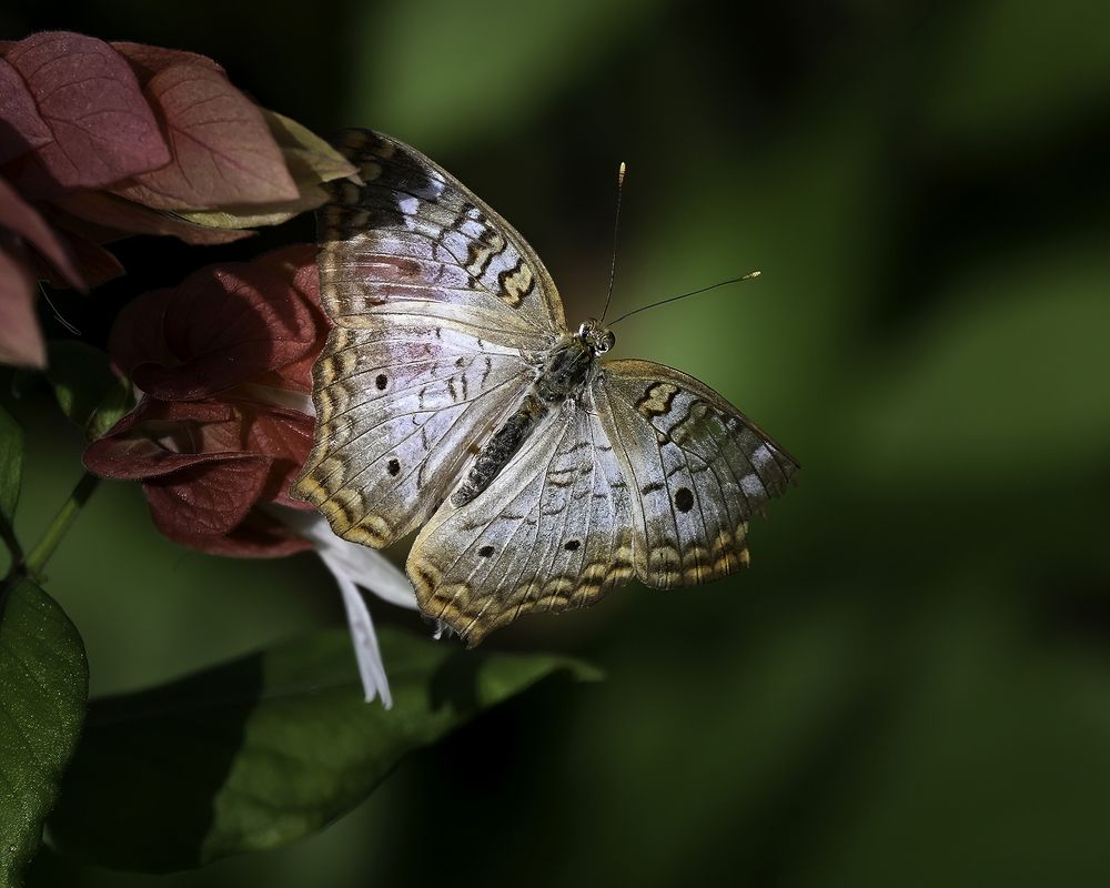 Photograph by 