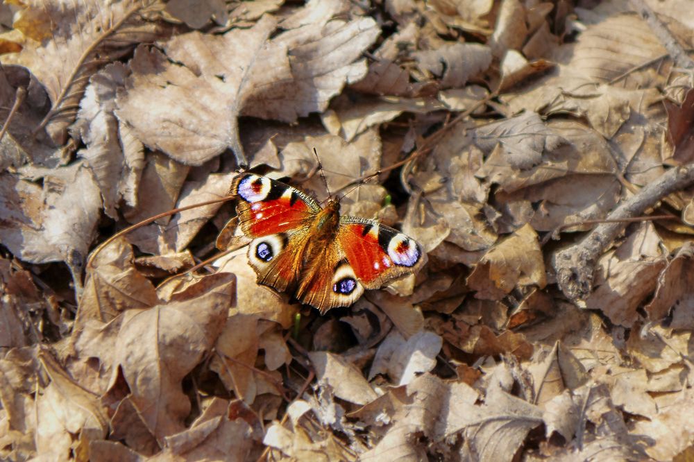 Photograph by Максим Желнинский
