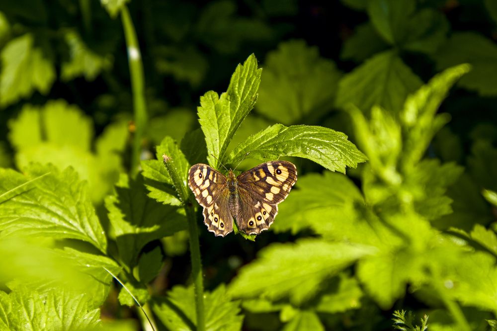 Photograph by Максим Желнинский