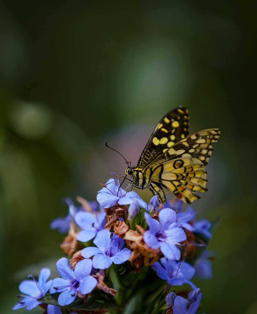 Photograph by HARSHIT MISHRA