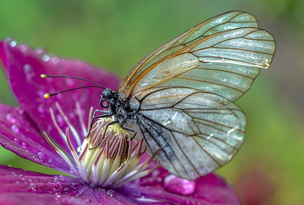 После дождя