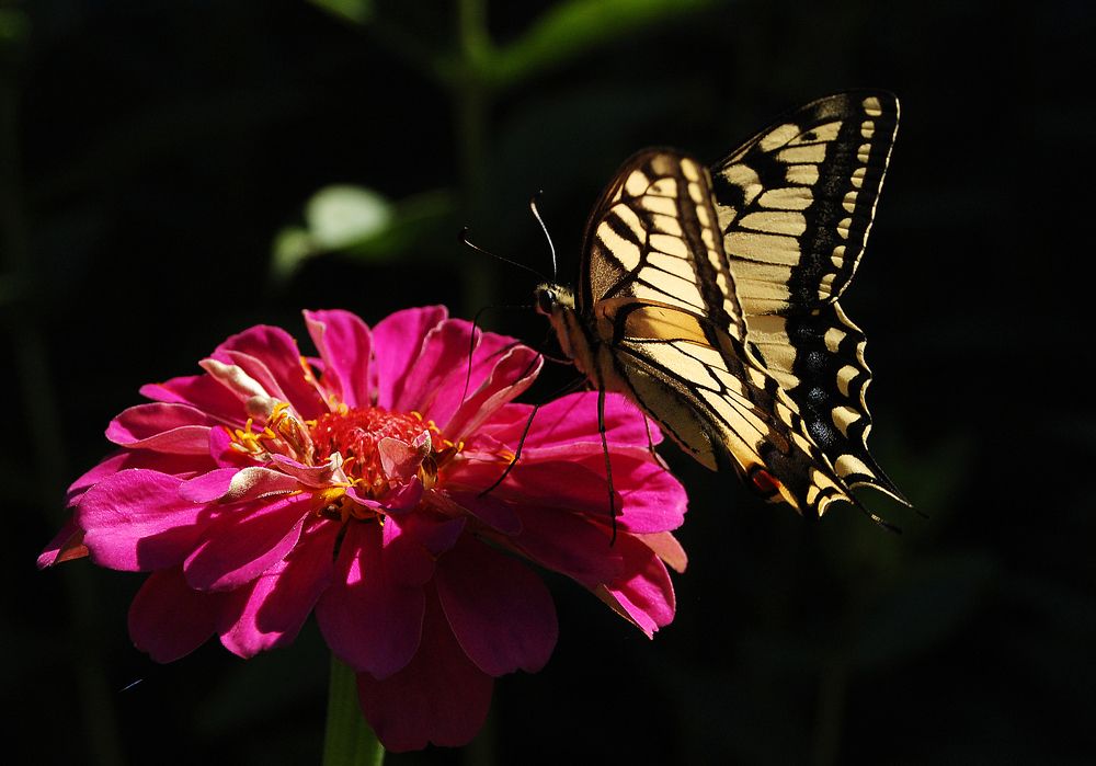 Photograph by Майя Синичкина