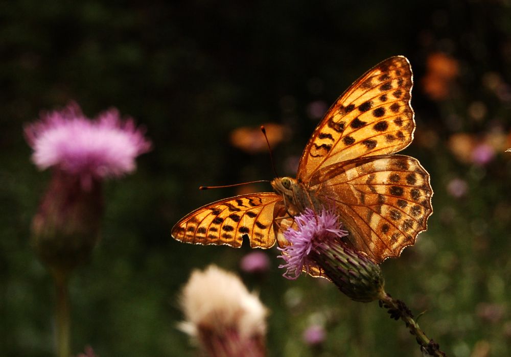 Photograph by Майя Синичкина