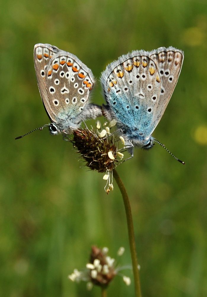 Photograph by Майя Синичкина