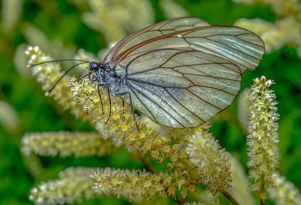 Боярышница