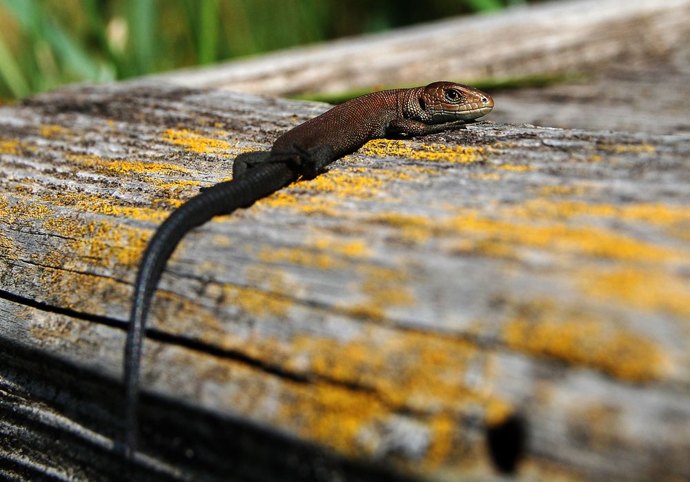 Photograph by Майя Синичкина