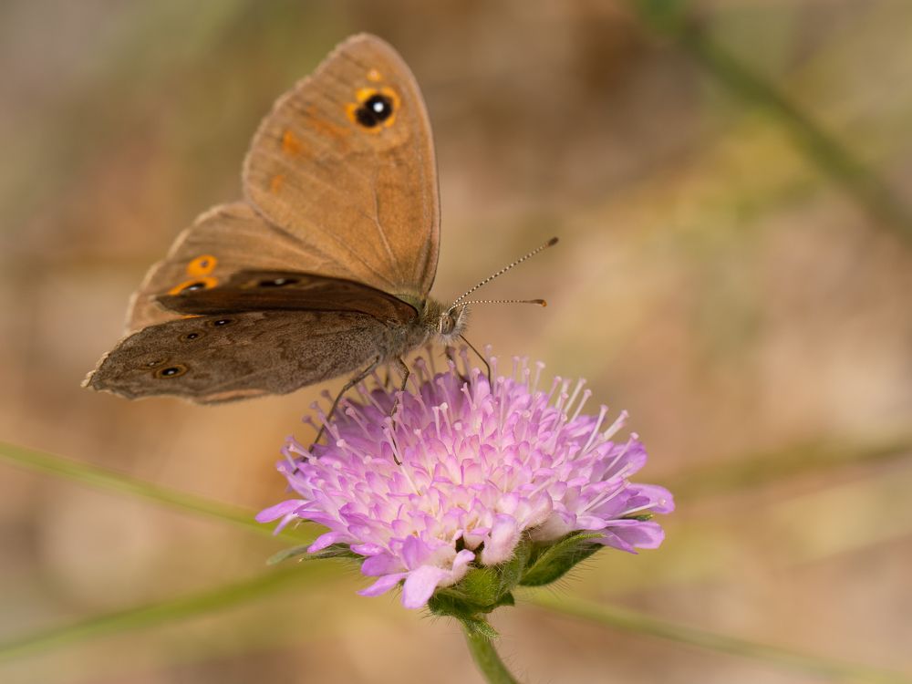 Photograph by Бравичева Анастасия