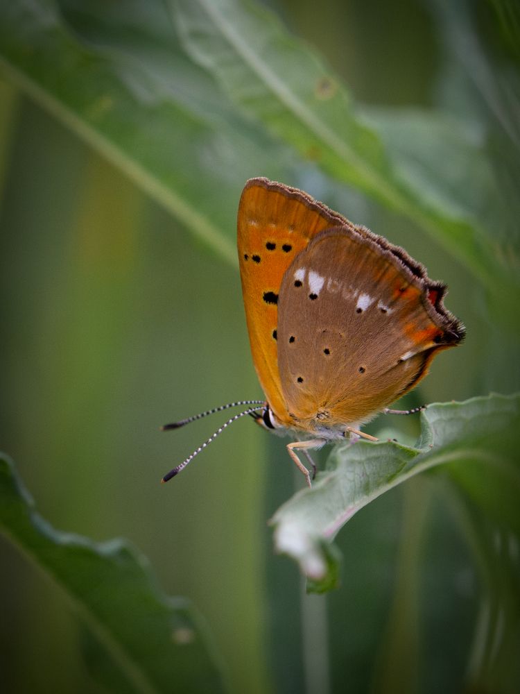 Photograph by Бравичева Анастасия
