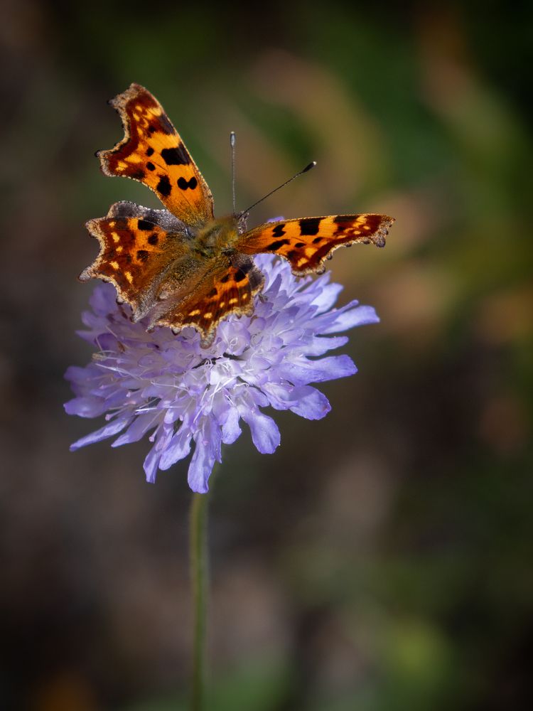Photograph by Бравичева Анастасия