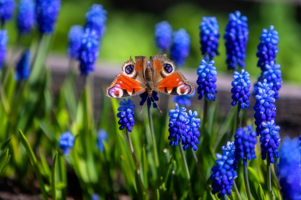 Фотография автора Александр Пашеничев