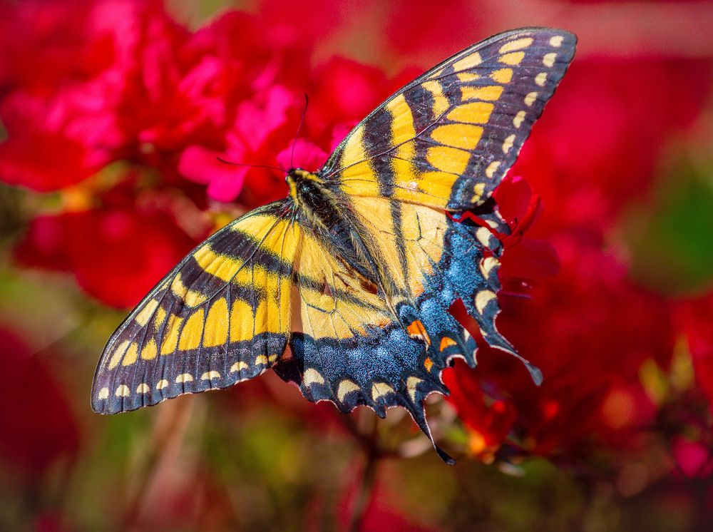 Photograph by Lisa Watkins