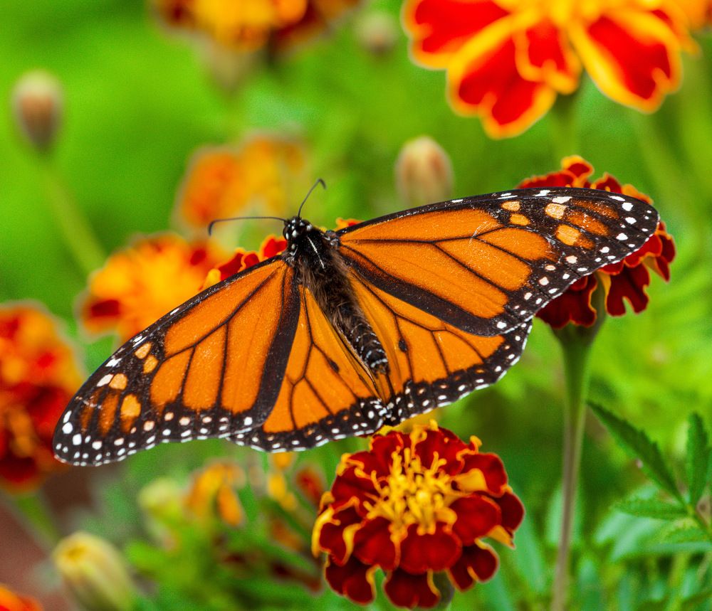 Photograph by Lisa Watkins