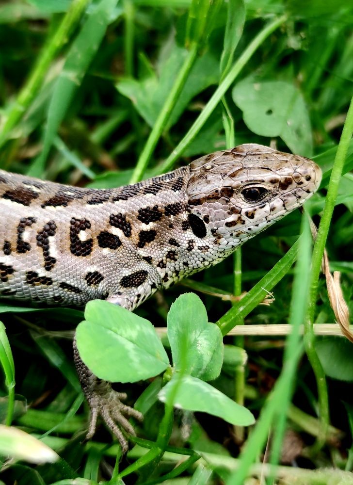 Photograph by Инна Макарчук