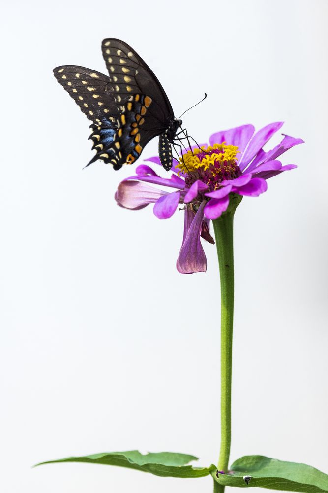 Photograph by Lisa Watkins