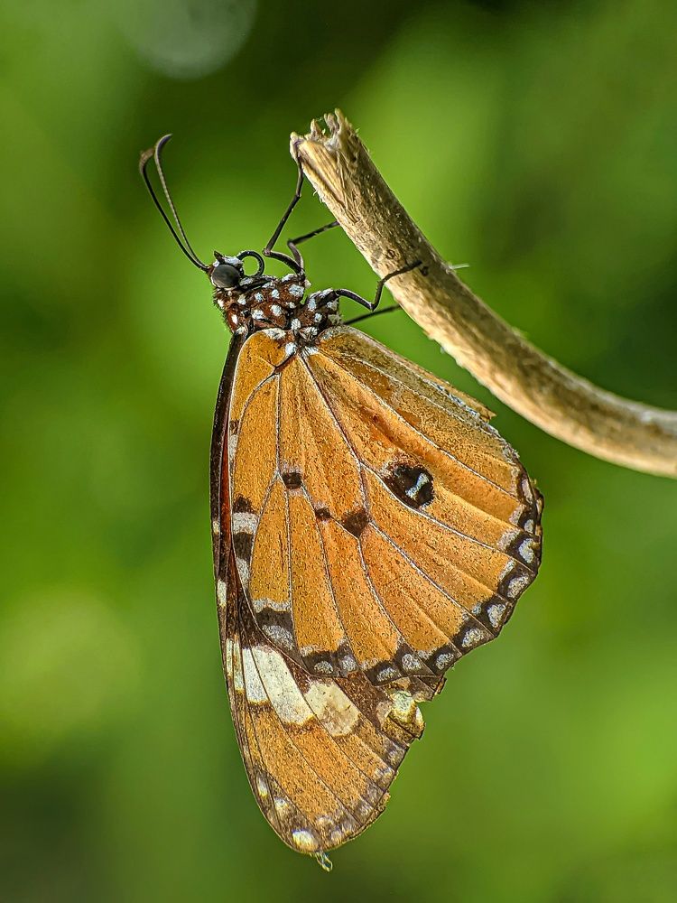 Photograph by Susmita Ghosh