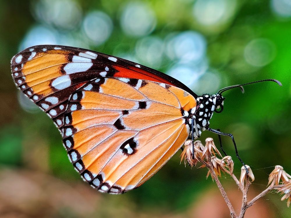 Фотография автора RAHUL SAHA