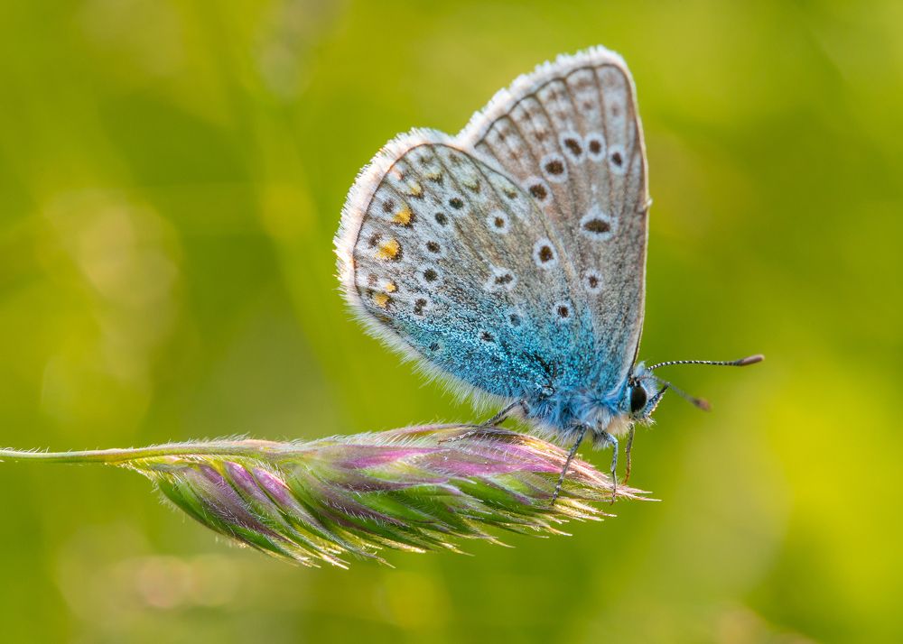 Photograph by Michael Mettier