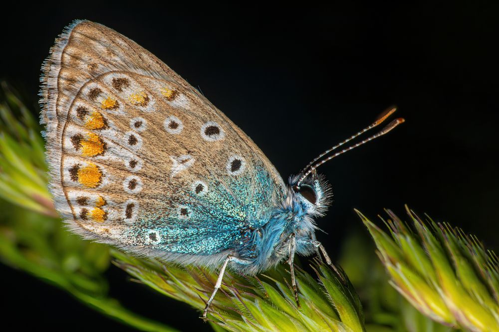 Photograph by Michael Mettier