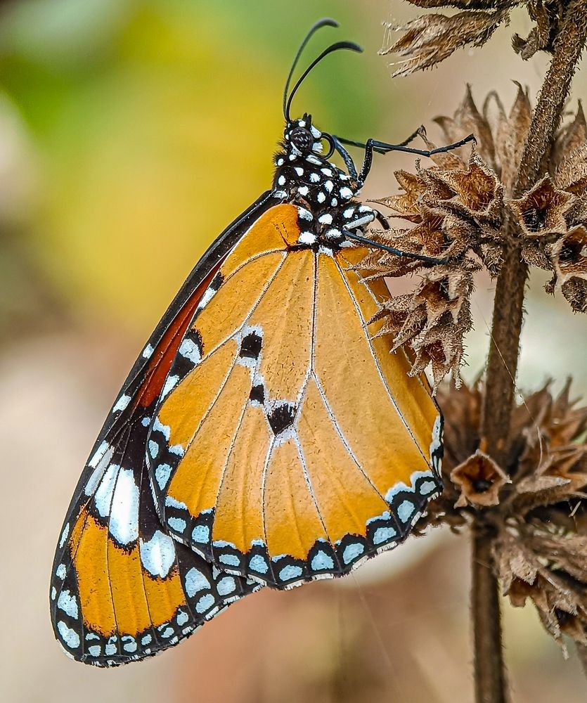Photograph by Susmita Ghosh