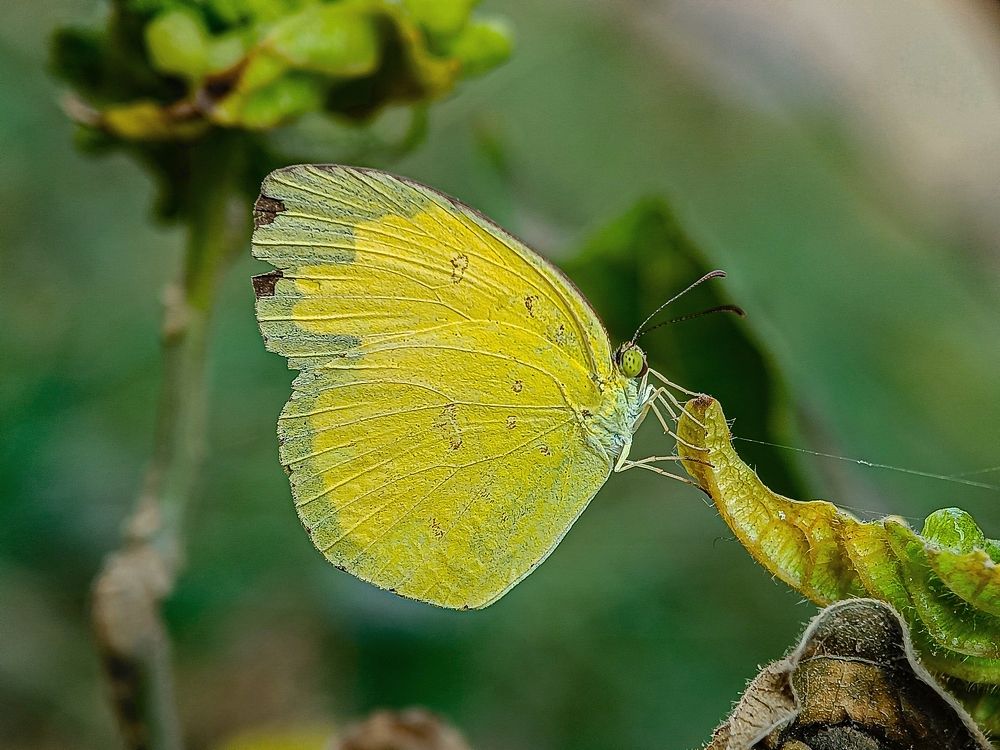 Photograph by Susmita Ghosh